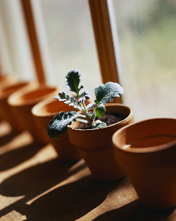 行動パターンや性格を分析しておすすめの観葉植物を提案 観葉植物占い ニコニコニュース