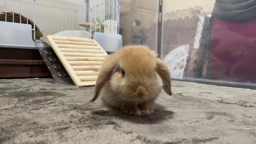 ウサギが溶ける瞬間 を激写 カーペットの上でトロトロとろけていく姿に くたぁーが可愛い 癒やされる ニコニコニュース