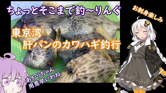 東京湾の冬の風物詩 カワハギ釣り に挑戦 肝パンパンの旬の魚を 透明感ある薄造りと肝醤油でいただいてみた ニコニコニュース