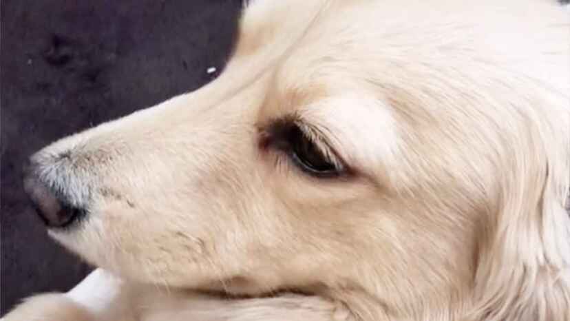 ボイパの合間にそれとなく 散歩 というワードを入れてみたら 犬の反応が面白すぎて爆笑 ニコニコニュース