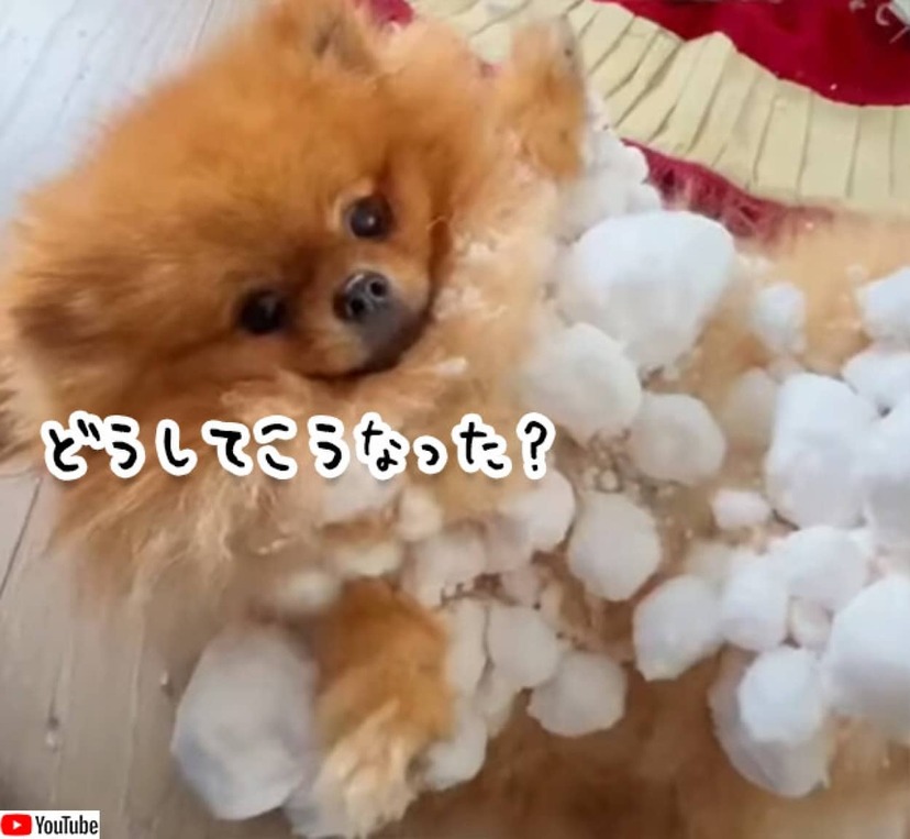どうしてこうなった 体中に大量の雪玉をつけたポメラニアン ニコニコニュース