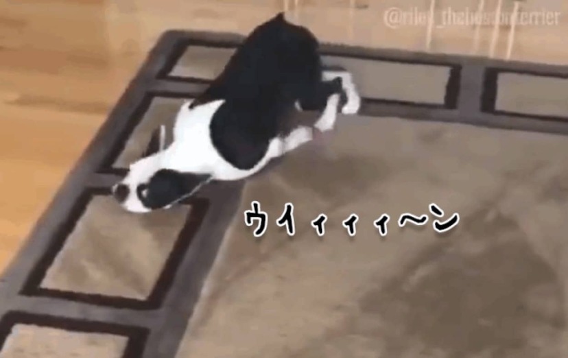 新しいカーペットが好きすぎて掃除機と化す犬 ニコニコニュース 新しいカーペットが好きすぎて掃除機と化す犬 ニコニコニュース