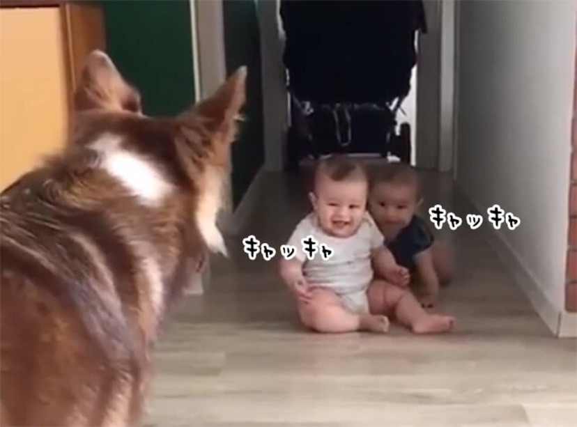 双子の赤ちゃんをあやす犬 赤ちゃんの楽しそうな笑い声が幸せな気分にさせてくれる 要音声 ニコニコニュース