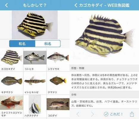 この魚なんだ に答えるアプリ 写真送ると数秒で候補の魚を表示 ニコニコニュース