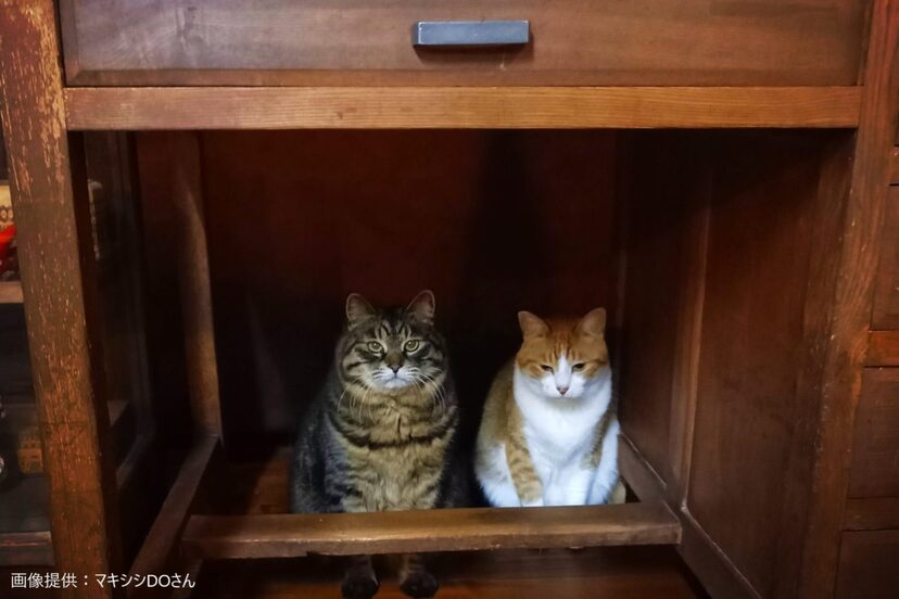 机の下に隠れる ペットの猫 たち その理由にネットでは絶賛の声が続出 ニコニコニュース 机の下に隠れる ペットの猫 たち その理由にネットでは絶賛の声が続出 ニコニコニュース