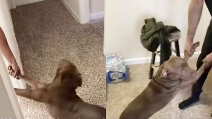 お風呂が嫌すぎる犬と飼い主さんの闘いの思いもよらぬラストが面白すぎる ニコニコニュース