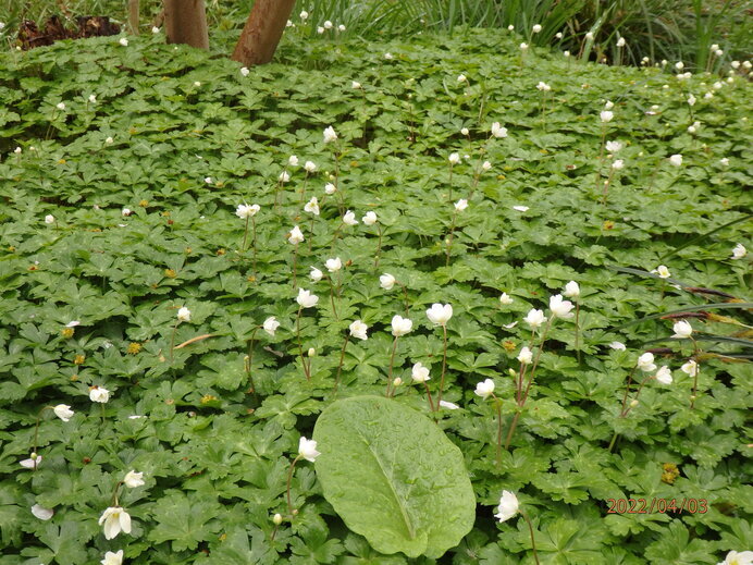 雑草という名の草はない 牧野富太郎 は心の底から植物を愛した人 ニコニコニュース