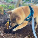 「わが家のたけのこほりほり犬かわいいから見て」　一生懸命な柴犬さんのかわいさに春の訪れを感じる