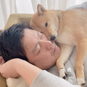 「いつだって飼い主のそばを離れたくない」柴犬　お迎え初日からずっとくっついて眠る姿に「かけがえのない時間」