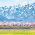 春の富山で撮影された「奇跡の一枚」が話題に…　その美しさに絶賛の声が続出