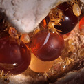 お腹に蜜をたっぷり溜め込み食料貯蔵庫代わりになる砂漠のアリ