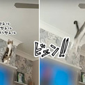 猫界のSASUKE会場はこちら。回転するシーリングファンに飛び乗る競技です