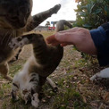 撫でられたいニャ！ 野良猫を撫でていたらヤキモチでケンカも始まり修羅場状態に