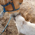 猫ちゃんと、お馬さんがベッタリ！　とっても仲良しな2匹の姿に癒やされる【豪】