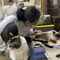 90匹の保護猫たちの固定費に年間840万円――　別府「新玉旅館」の活動を支援するクラウドファンディングがスタート