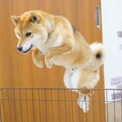 柵を越える柴犬の“脱走の瞬間”を激写→飼い主「すごい跳躍力w」　愛犬の華麗なジャンプに思わず笑ってしまう