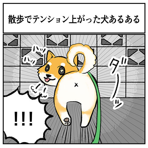 散歩でテンションが上がりすぎてしまった犬 の末路がかわいい こっちを見ながら爆走しそのまま塀に激突 ニコニコニュース