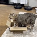 猫「入らないニャ……」　小さな箱でくつろぎたい猫、せつないオチに「はみ出てるのかわいい」の声