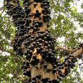 木の幹から大量のつぶつぶの実！不思議でおいしいフルーツ「ジャボチカバ」