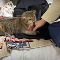 人間の妹がキャンプに行こうとすると、猫ちゃんが全力で阻止！　荷造りを邪魔しまくる姿が困っちゃうけどかわいい