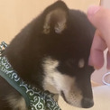 柴犬「眠たくないワン……」　散歩前にハーネスを付けた子犬、うとうとしている様子がかわいらしい