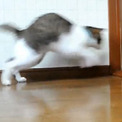 ドアを開けられない猫が「ドンッ」と全力で体当たり！ 音が響くほどの突進に「壁どんw」「努力は認めたいw」の声