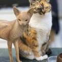 木彫りのスリムな猫をライバル視？モッシリ猫ちゃんも一緒にハイチーズ