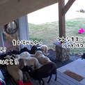 ボーダーコリーは集めたい！飼い主の留守中、玄関前に羊の群れを招集
