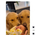 たくさんのキスにおもちゃまで！　赤ちゃんと初対面した2頭の犬の反応にほっこり（米）＜動画あり＞
