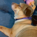 寝転がっている犬にマッサージ機を当てると……　気持ちよさそうな表情とパタパタ動く足がかわいい【米】
