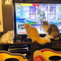 ゲーム始めた時にだけ生まれる猫の団結力　これがネコハラ……