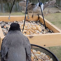 鳥が不思議なダンス!?　エサ場で他の鳥に威嚇をして粘り勝ちする光景が笑ってしまう【米】