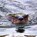 戻って来た！絶滅したはずのカワウソが発見される、証拠映像がとらえられる