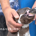 撫でられてウットリするペンギンたち…お礼に飼育員さんの羽繕いをはじめる懐きっぷりがカワイイ