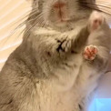 チンチラ「てやんでい！」　江戸っ子のように鼻をゴシッとこする姿が「かわいい」と話題に！