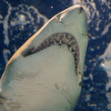 サメ大量発生中！フロリダ州当局が、海岸近くに数百匹のサメが集まっている映像を公開し注意を促す