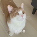 彼氏と飼い主の前で態度が違いすぎる猫　2つの顔を使い分ける姿に「猫が猫かぶってる」「分かりやすい三角関係」