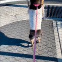 「ぴょんぴょん可愛すぎ！」「しっぽがプロペラみたい」　黒柴犬が二足歩行で散歩する姿に国内外から大反響！