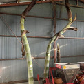 久しぶりに訪れた倉庫が変わり果てた姿に　荒ぶる竹に侵食された光景に「ヤバい」「竹スゴイ」