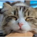 天使級の可愛さ　猫の寝顔に悶絶　首をコショコショすると……→スヤァ