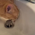 蛇口から水を飲みたい猫、なぜか頭から突っ込んで……　水を浴びながら飲む姿がかわいい【米】