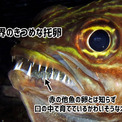 魚界の托卵はえぐい。無関係の魚の卵とは知らず、口の中で育て続けるかわいそうなオスが発見される