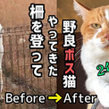 柵を乗り越えてやってきた野良猫のボス、保護されて2年後……　きょうだい猫たちを優しく導く姿にグッとくる