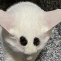 「見事なまろ眉！」「目かと思った」「ん、パンダ？」　元保護猫ちゃんのかわいすぎる模様にくぎ付けになる人続出