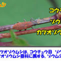 “小さな鰹節”のような「カツオゾウムシ」の生態。 日本全国に分布するキュートなゾウムシを写真付きで解説