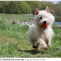 愛犬の死から1年後に現れた完璧な雲　飼い主は「信じられない」と驚く（英）