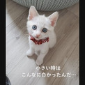 子猫のときは白かったのに→「思った3倍柄と色出た」　猫のビフォーアフターに「どっちもかわいい！」の声