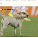 サッカーの試合に乱入した犬、注目を集める中でまさかの行動に（チリ）＜動画あり＞