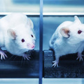 若者の脳脊髄液を移植すると衰えた記憶力が蘇ることがマウス実験で明らかに