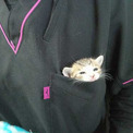 胸ポケットから保護子猫が「ひょこっ」　動物病院で目撃された光景に「キュン死させるつもりですか」の声
